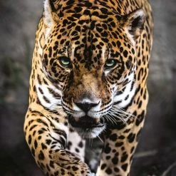 Clementoni Puzzels Voor Volwassenen - Walk Of The Jaguar, Puzzel 1000 Stukjes, 14-99 Jaar - 39326 -Exporteren puzzels winkel 550x757